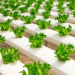 Fresh hydroponic lettuce plants growing in an indoor farm setup, showcasing modern agriculture.